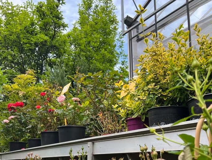 Piqet Garden, showroom plante de gradina, Amenajari gradini de lux